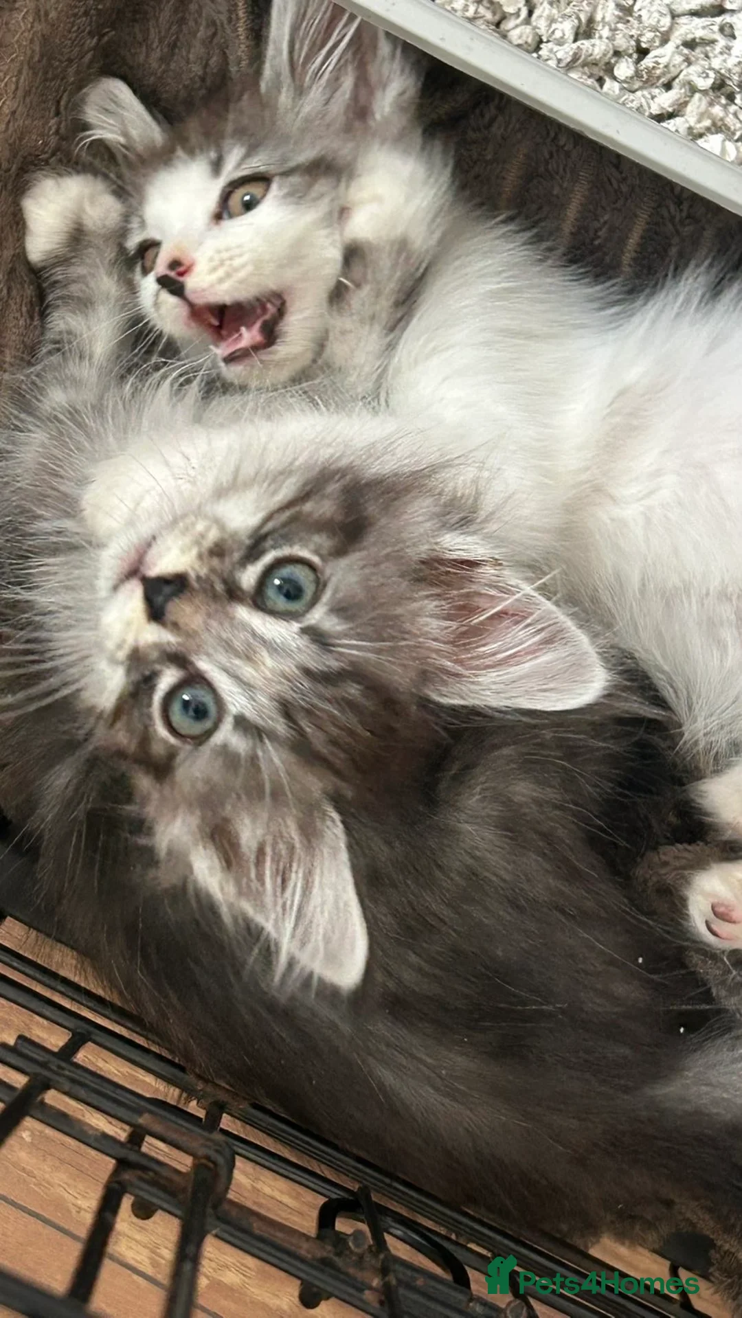 Mixed Breed cats for sale: Norwegian Forest x kittens - Advert 2