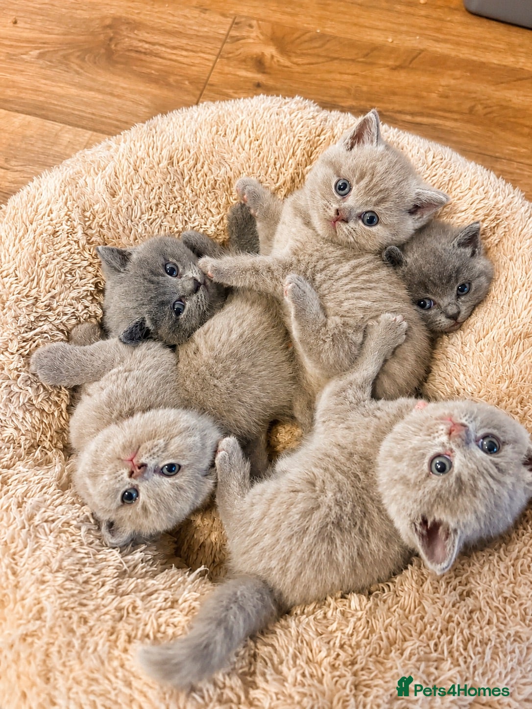 British Shorthair cats British shorthair kittens - Advert 8