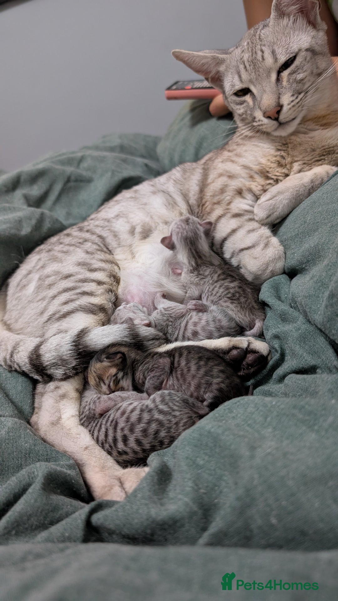 Savannah cats for sale: Snow leopard Savannah F6 kittens  - Image 6