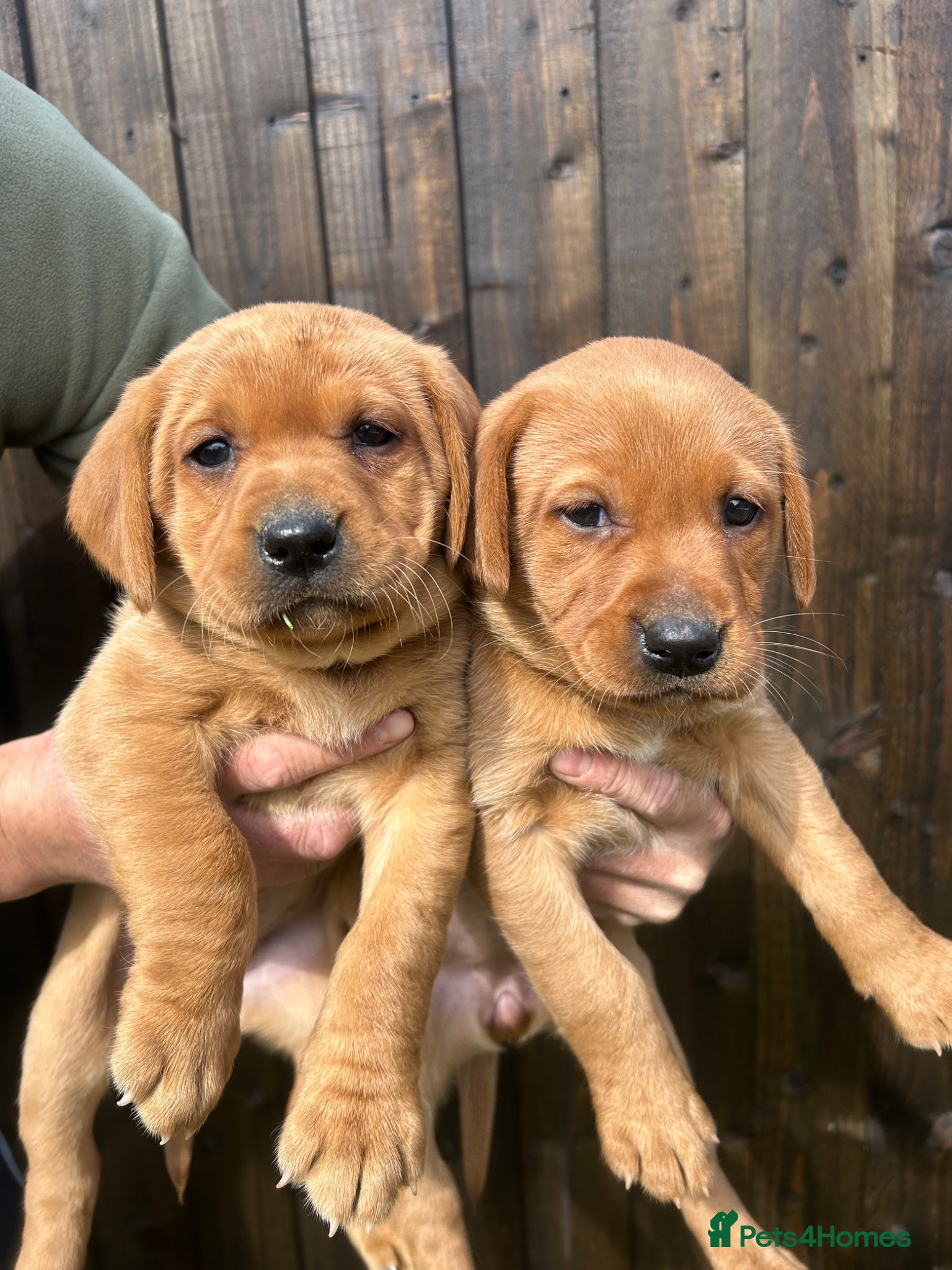 Labrador Retriever dogs Beautiful Litter of Labrador Puppies - Advert 18