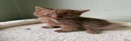 British Shorthair cats for sale: Our Beautiful British Shorthair Kittens - Advert 32