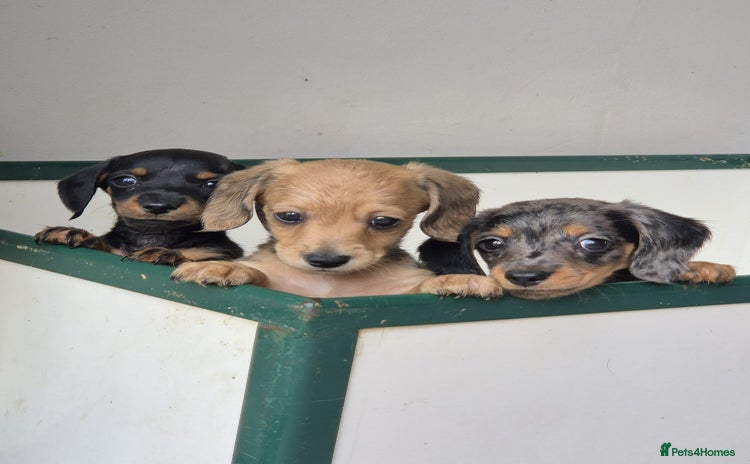Miniature Dachshund dogs - Advert 5