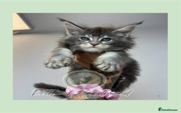 Maine Coon cats for sale: Russian Import Maine Coon Kittens  - Image 8
