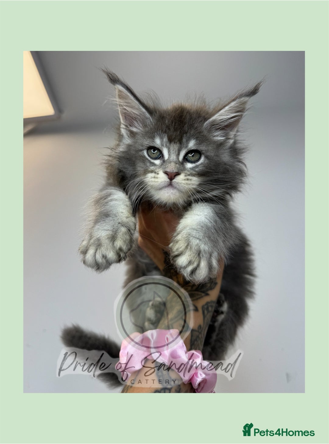 Maine Coon cats for sale: Russian Import Maine Coon Kittens  - Image 8