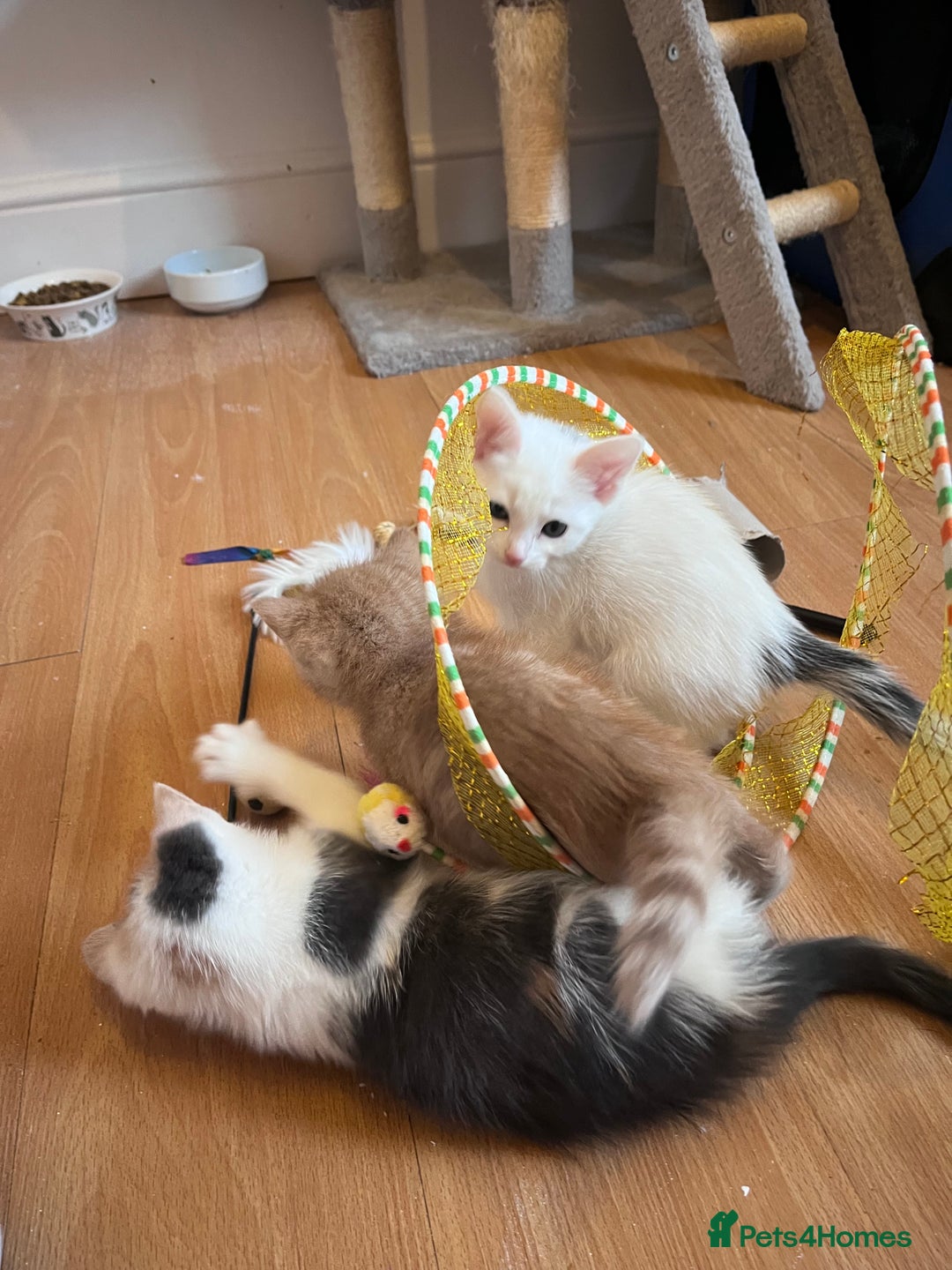 Mixed Breed cats for sale: Beautiful friendly kittens  - Advert 3