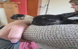 Frug dogs for sale: Frug pup - Image 3
