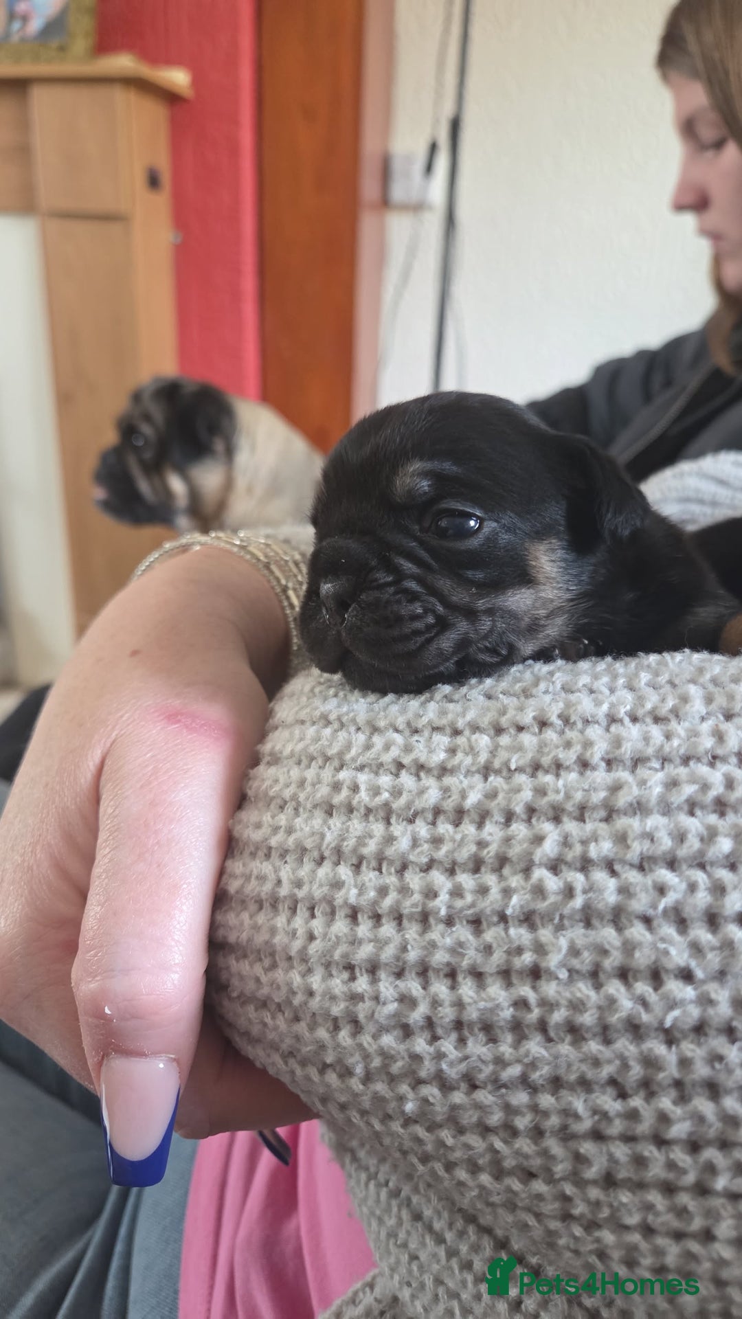 Frug dogs for sale: Frug pup - Image 3