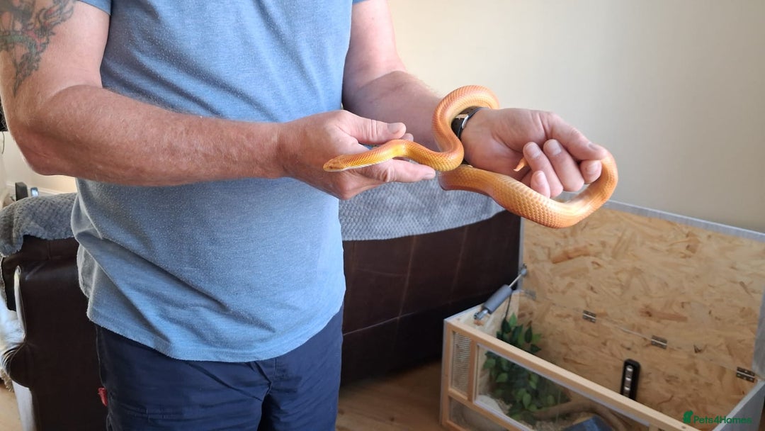 Corn Snake reptiles for sale: 2 Corn Snakes. Think 1 male & 1 female - Image 2