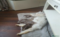Persian cats for sale: Persians last 2 - Image 4