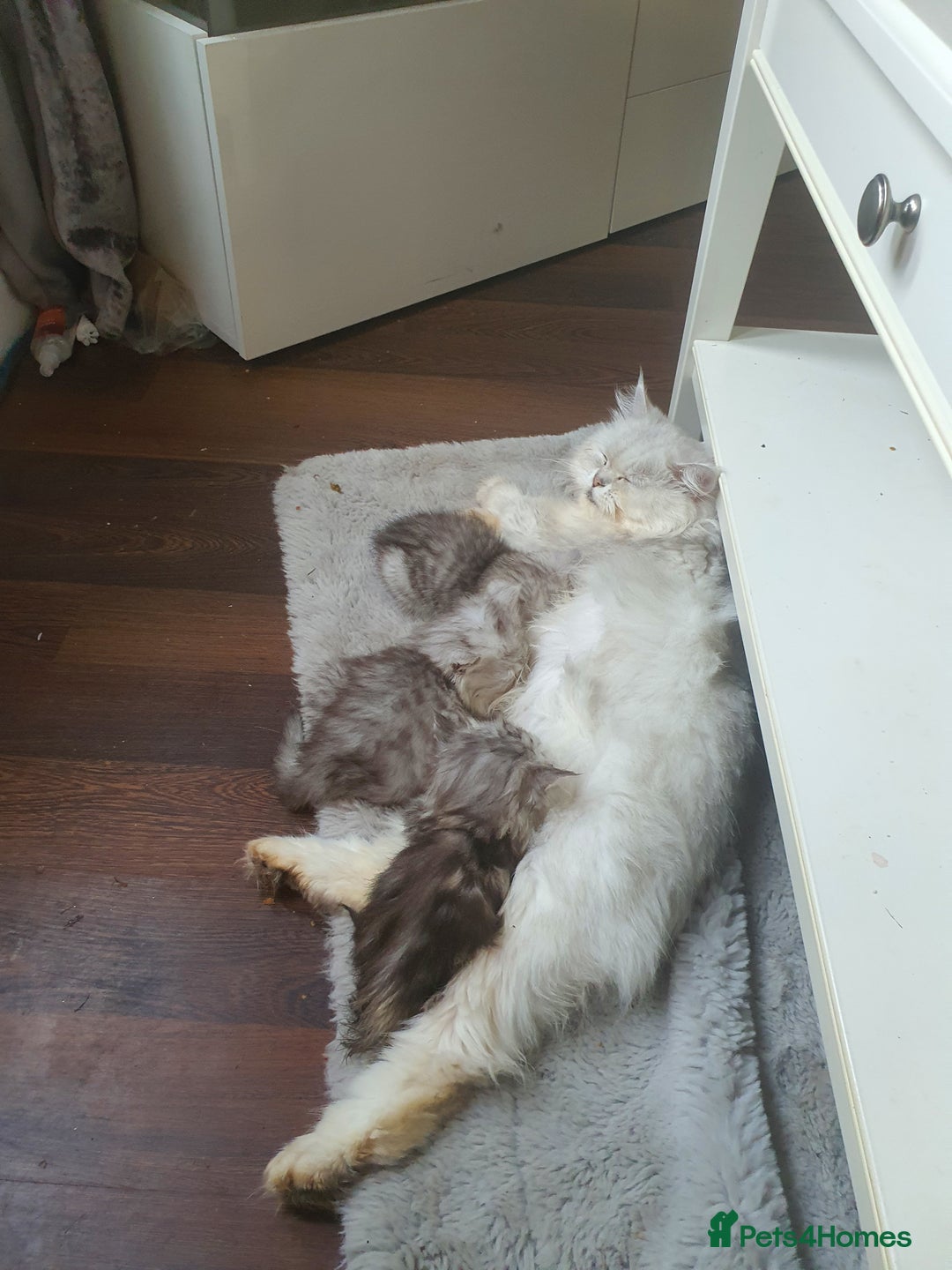 Persian cats for sale: Persians last 2 - Image 4