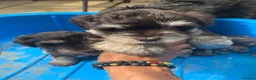 Miniature Schnauzer dogs for sale: 🐾Stunning Miniature Schnauzer Puppies 🐾 - Advert 5