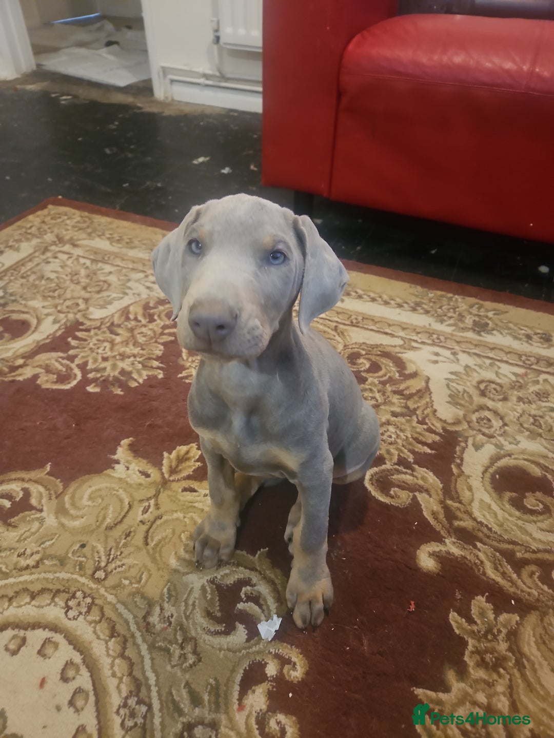 Dobermann dogs for sale: Stunning Female Ready for Lifelong Home  - Advert 7