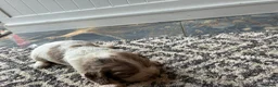 Cocker Spaniel dogs for sale: Beautiful Cocker spaniel puppies for sale  in Mansfield - Advert 15