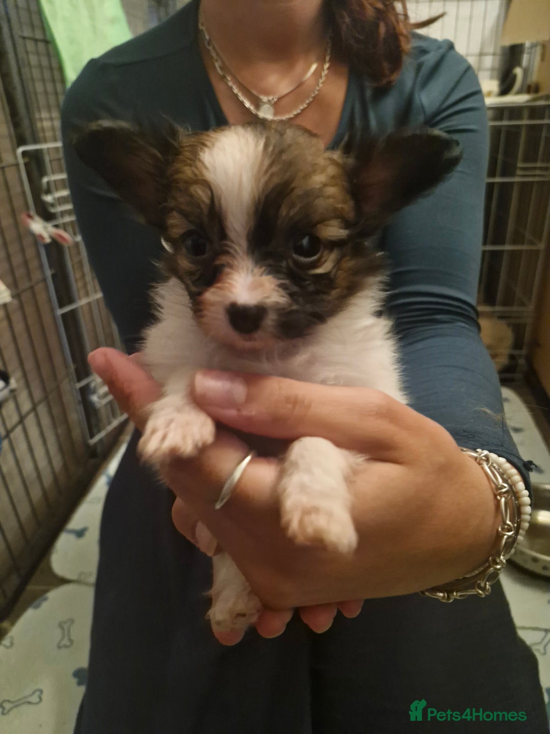 Papillon dogs for sale: KC Papillon. DNA health tested parents - Image 15