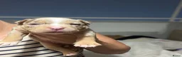 American Bully dogs for sale: 9 beautiful pocket bullies, ABKC registered  - Advert 24