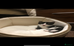 Domestic Shorthair cats for sale: Unwell Owner  - Image 4
