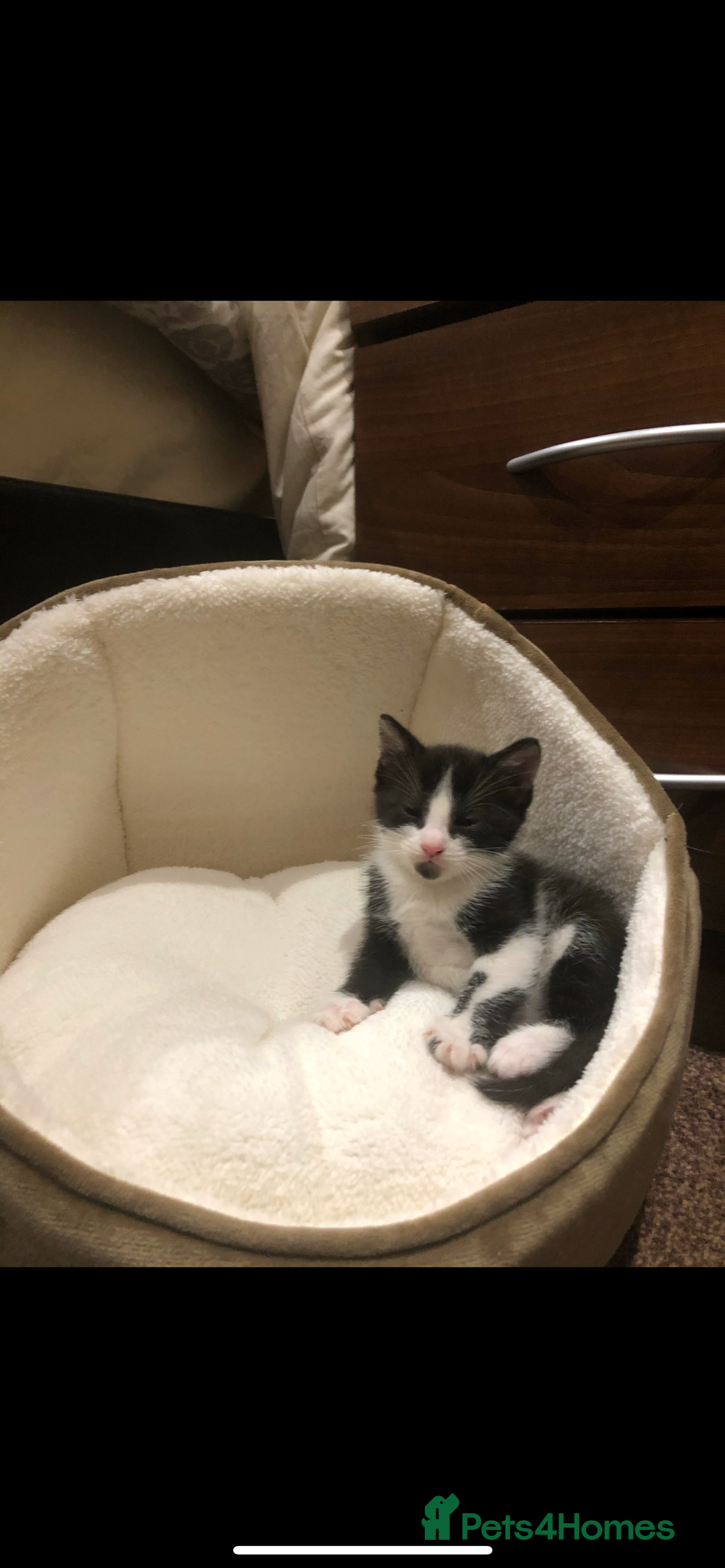 Domestic Shorthair cats for sale: Unwell Owner  - Image 4