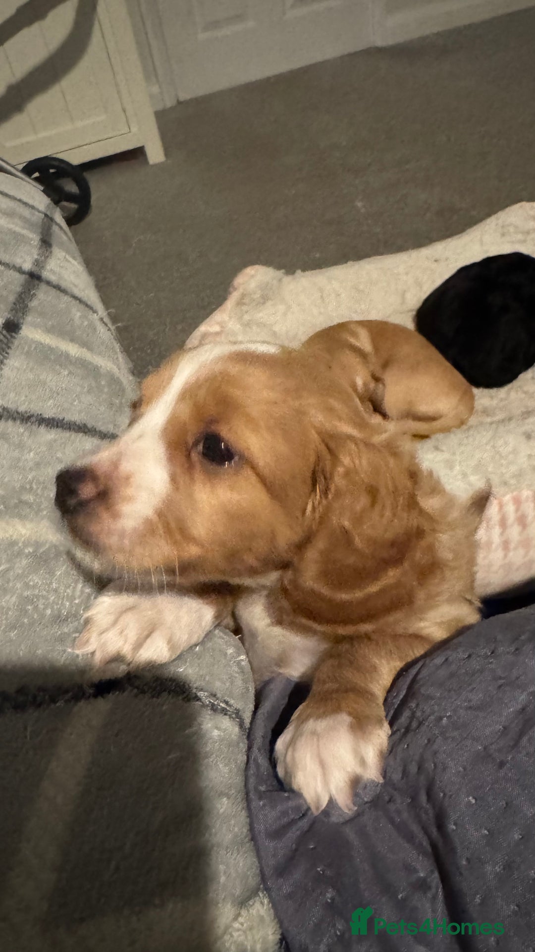 Cockapoo dogs for sale: Cockapoo x pups - Image 8