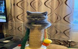 British Shorthair cats for sale: ❤️GCCF❤️ONE GIRL LEFT❤️READY❤️ BRITISH SHORTHAIR❤️ - Image 18