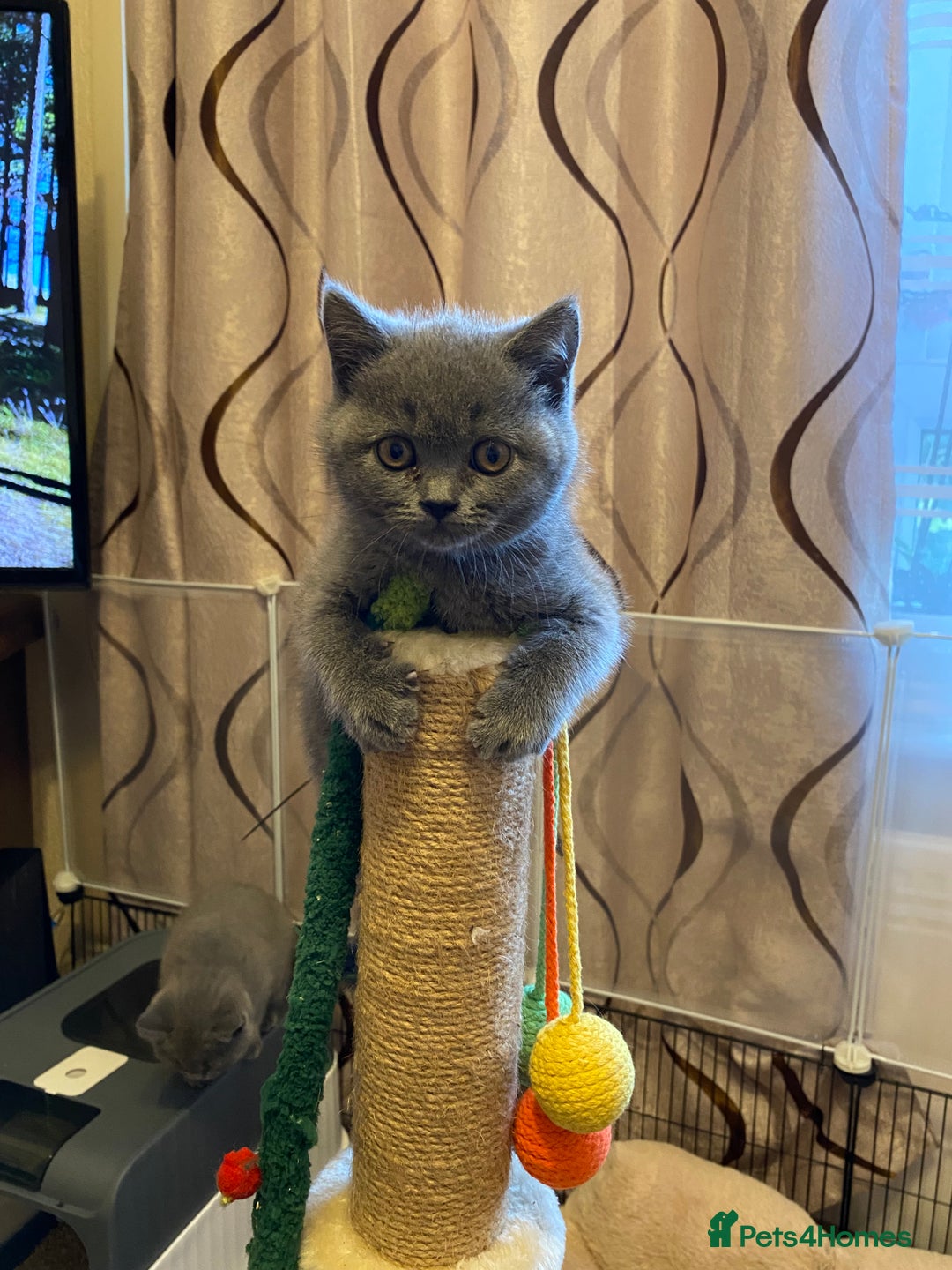 British Shorthair cats for sale: ❤️GCCF❤️ONE GIRL LEFT❤️READY❤️ BRITISH SHORTHAIR❤️ - Image 18
