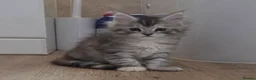 Maine Coon cats for sale: Outstanding Quality Tica shaded line kittens - Advert 34