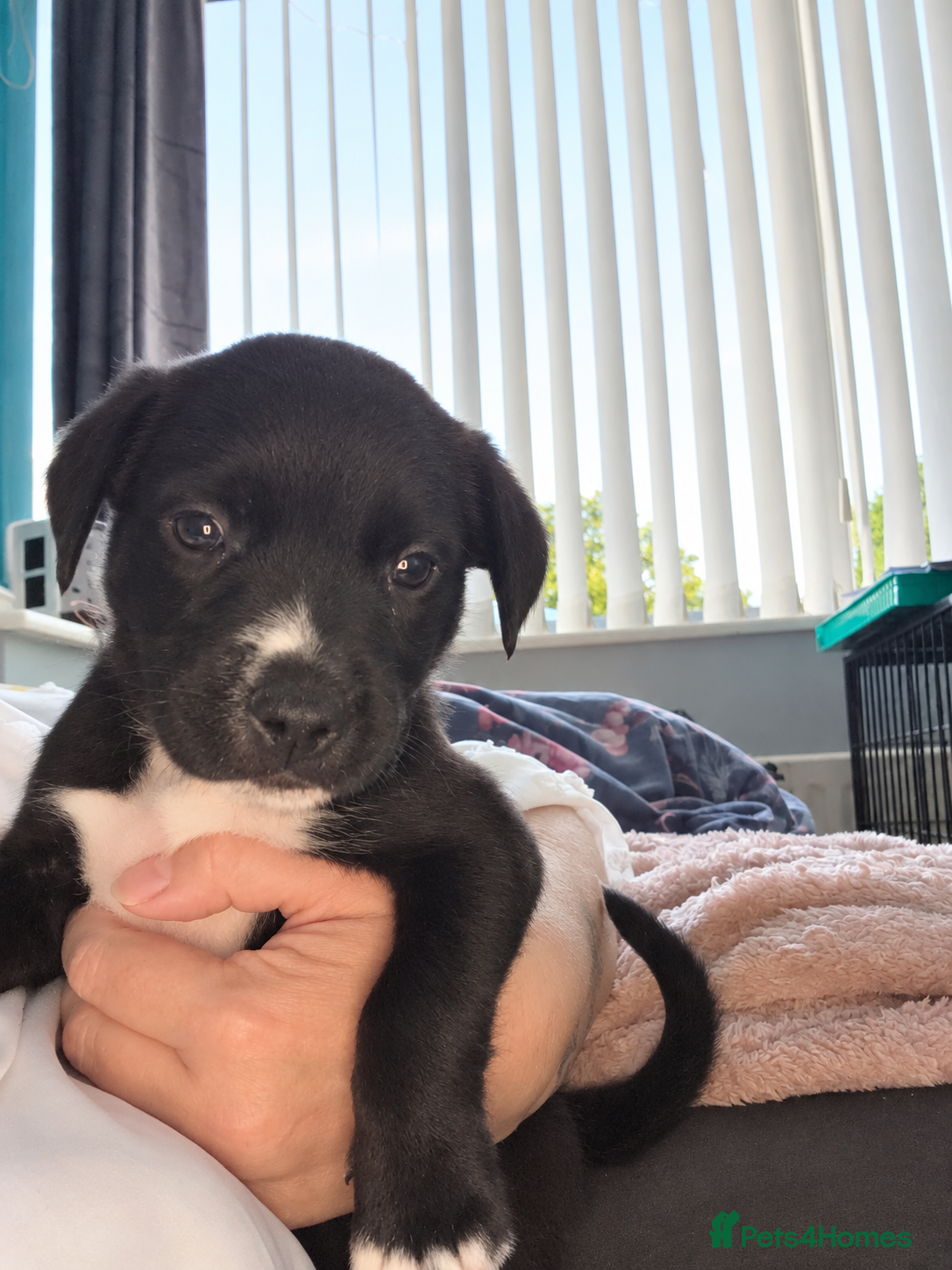 Mixed Breed dogs Gorgeous Staffador Puppies for Sale  - Advert 2