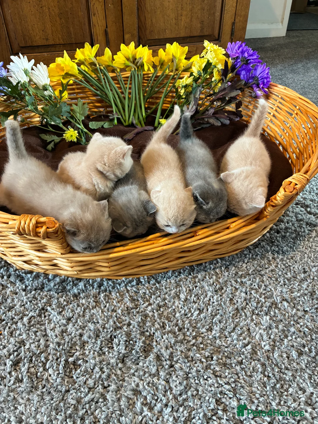 British Shorthair cats for sale: 6 Stunning TICA Reg British Shorthairs - Advert 2