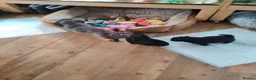 Shih Tzu dogs for sale: Beautiful Black Shih Tzu Puppies  - Advert 2