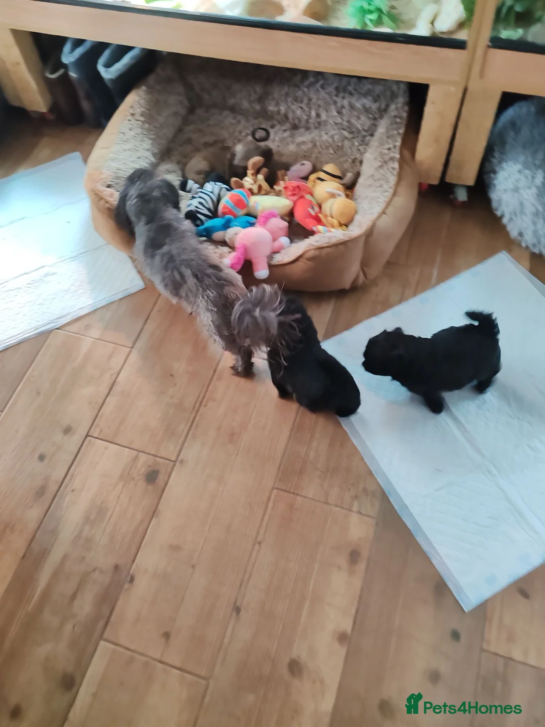 Shih Tzu dogs for sale: Beautiful Black Shih Tzu Puppies  - Advert 2
