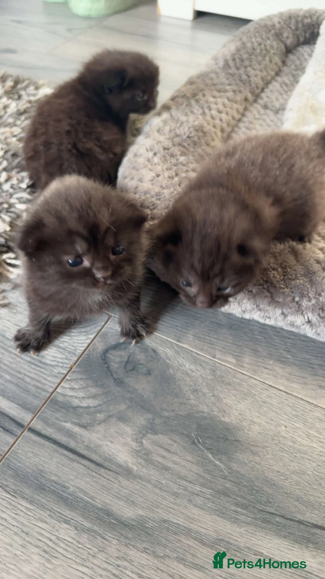 Domestic Shorthair cats for sale: 1 female & 1 male domestic shorthair kittens  - Advert 13