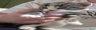 Tabby - Vinegar