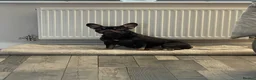 French Bulldog dogs for sale: Chocolate and Tan girl frenchie  in Hyde - Advert 5