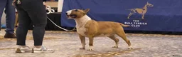Bull Terrier dogs for stud: Champion Red and White stud  - Advert 6