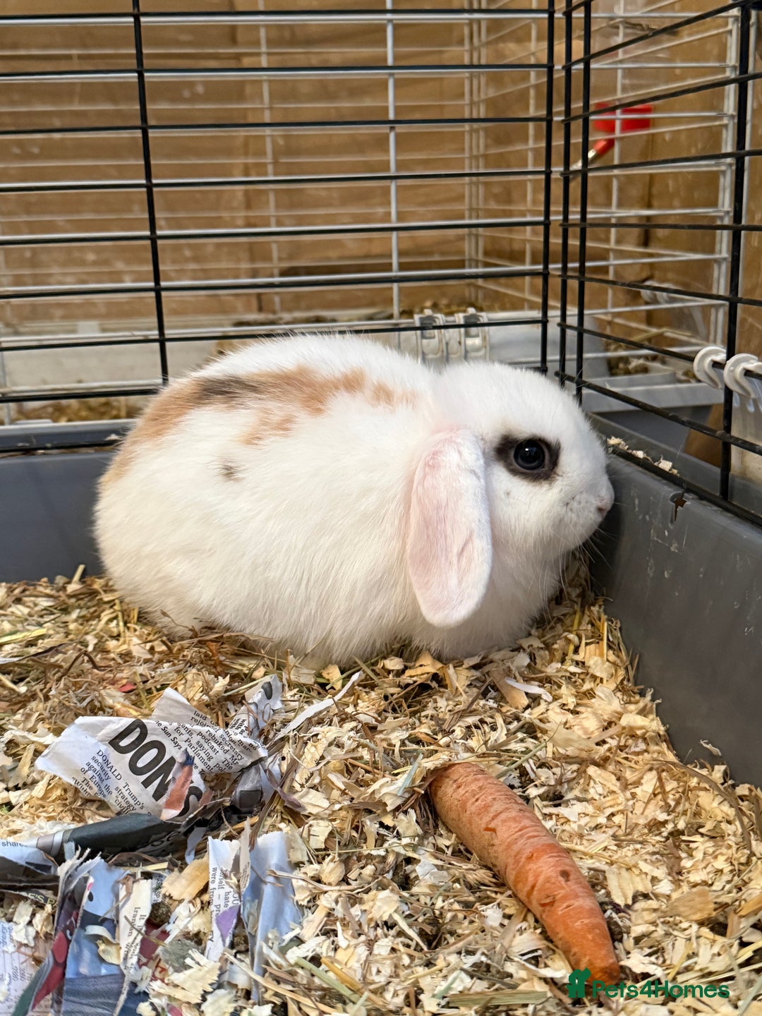 Mini Lop rabbits for sale: Two mini lop rabbits  - Advert 2