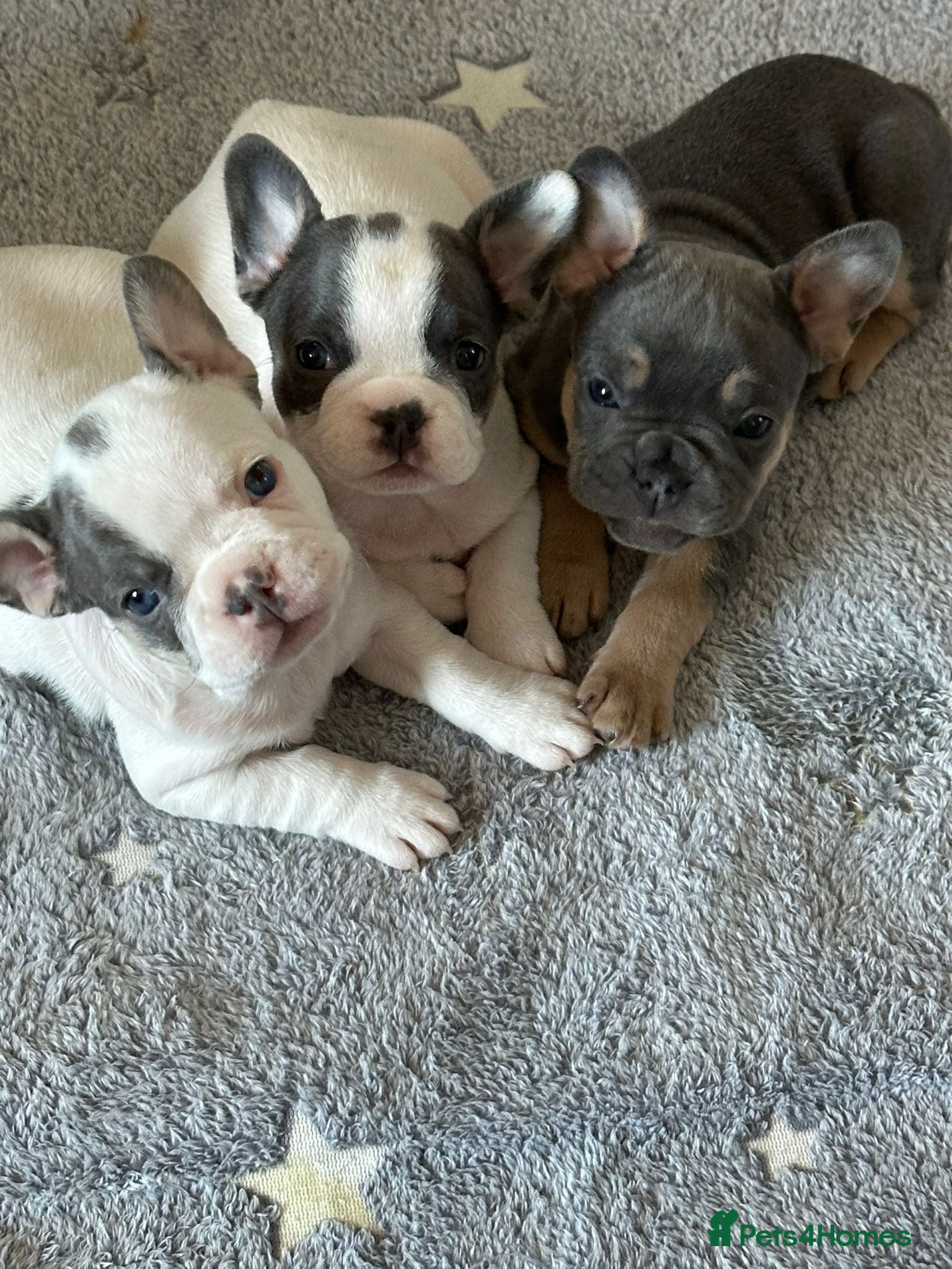 French Bulldog dogs KC Registered French Bulldogs - Advert 8