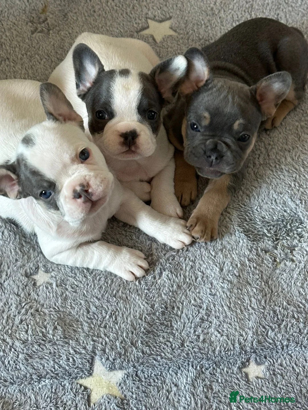 French Bulldog dogs for sale: KC Registered French Bulldogs - Advert 1