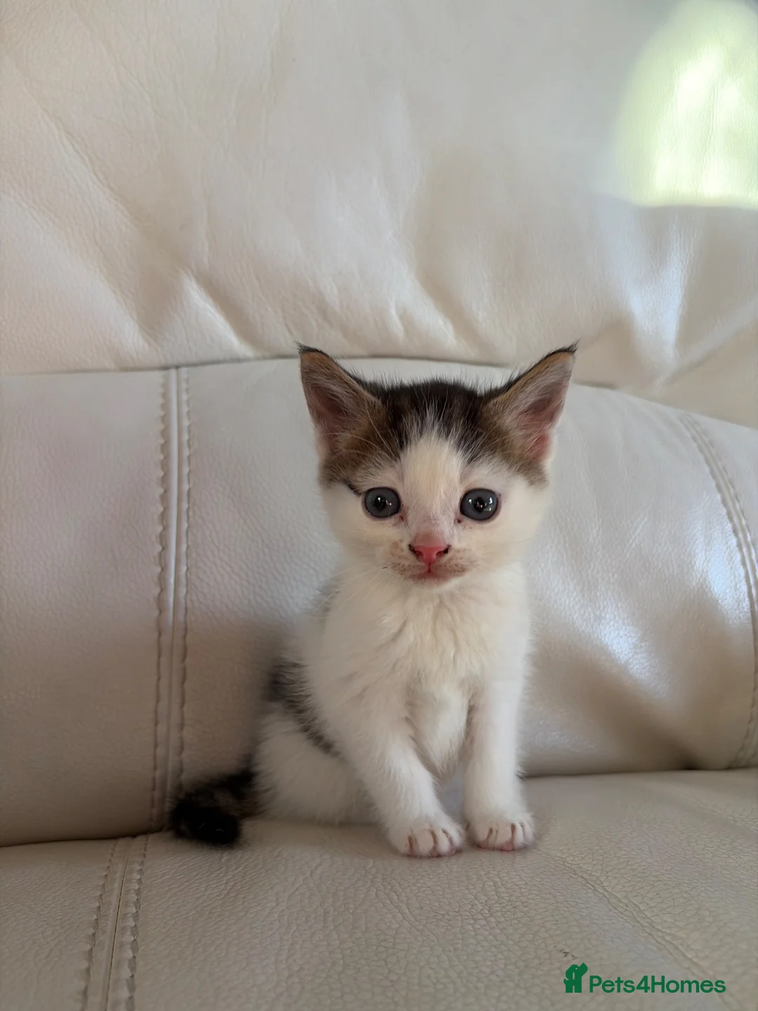 Mixed Breed cats for sale: Gorgeous kittens for sale  in Blandford Forum - Advert 20