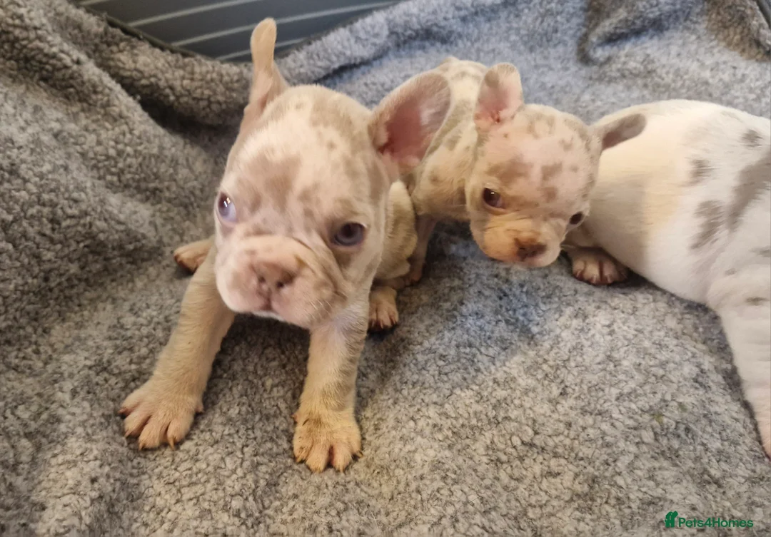 French Bulldog dogs for sale: Stunning dwkc merle french bulldogs  - Advert 17