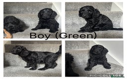 Mixed Breed dogs for sale: 3 Puppies Available Cavapoo / Cockapoo puppies  - Image 4