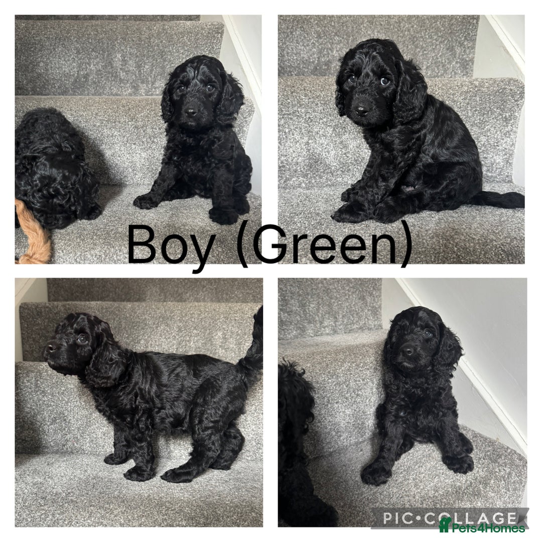 Mixed Breed dogs for sale: 3 Puppies Available Cavapoo / Cockapoo puppies  - Image 4