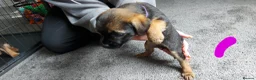 Border Terrier dogs for sale: Border terrier pups - Advert 5