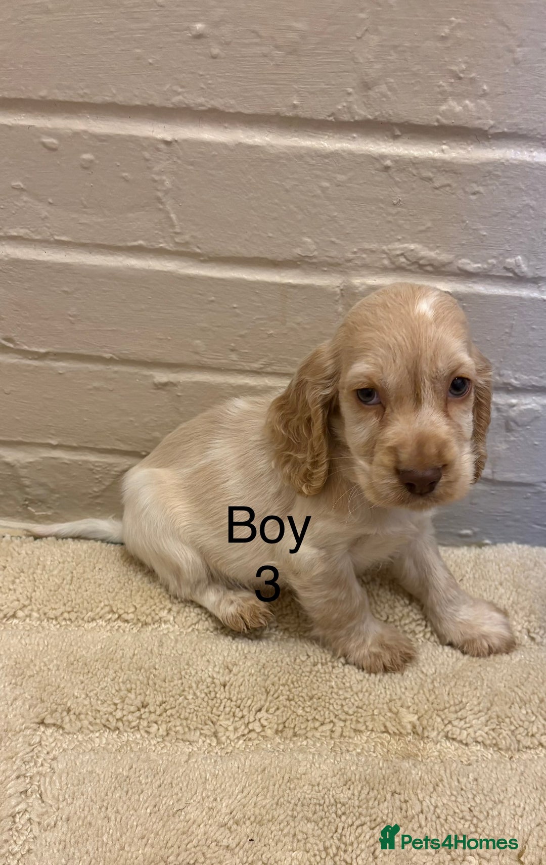 Cocker Spaniel dogs for sale: SHOW TYPE COCKER SPANIELS PUPPIES  - Advert 8