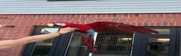 Macaws birds for sale: Male Green-winged Macaw – complete setup in Milton Keynes - Advert 3
