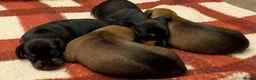 Mixed Breed dogs for sale: Adorable 3/4 Dachshund and 1/4 Chihuahua Chiweenie in Portsmouth - Advert 6