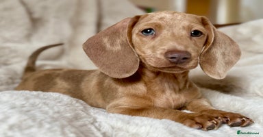 Miniature Dachshund dogs - Advert 4