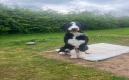 Bernedoodle dogs for stud: Bernadoodle for Stud  - Image 7