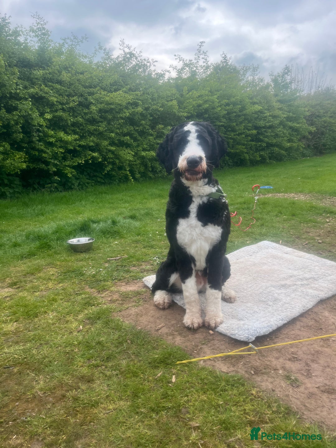 Bernedoodle dogs for stud: Bernadoodle for Stud  - Image 7