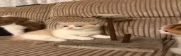 British Shorthair cats for sale: BRITISH SHORTHAIR KITTENS  - Advert 4