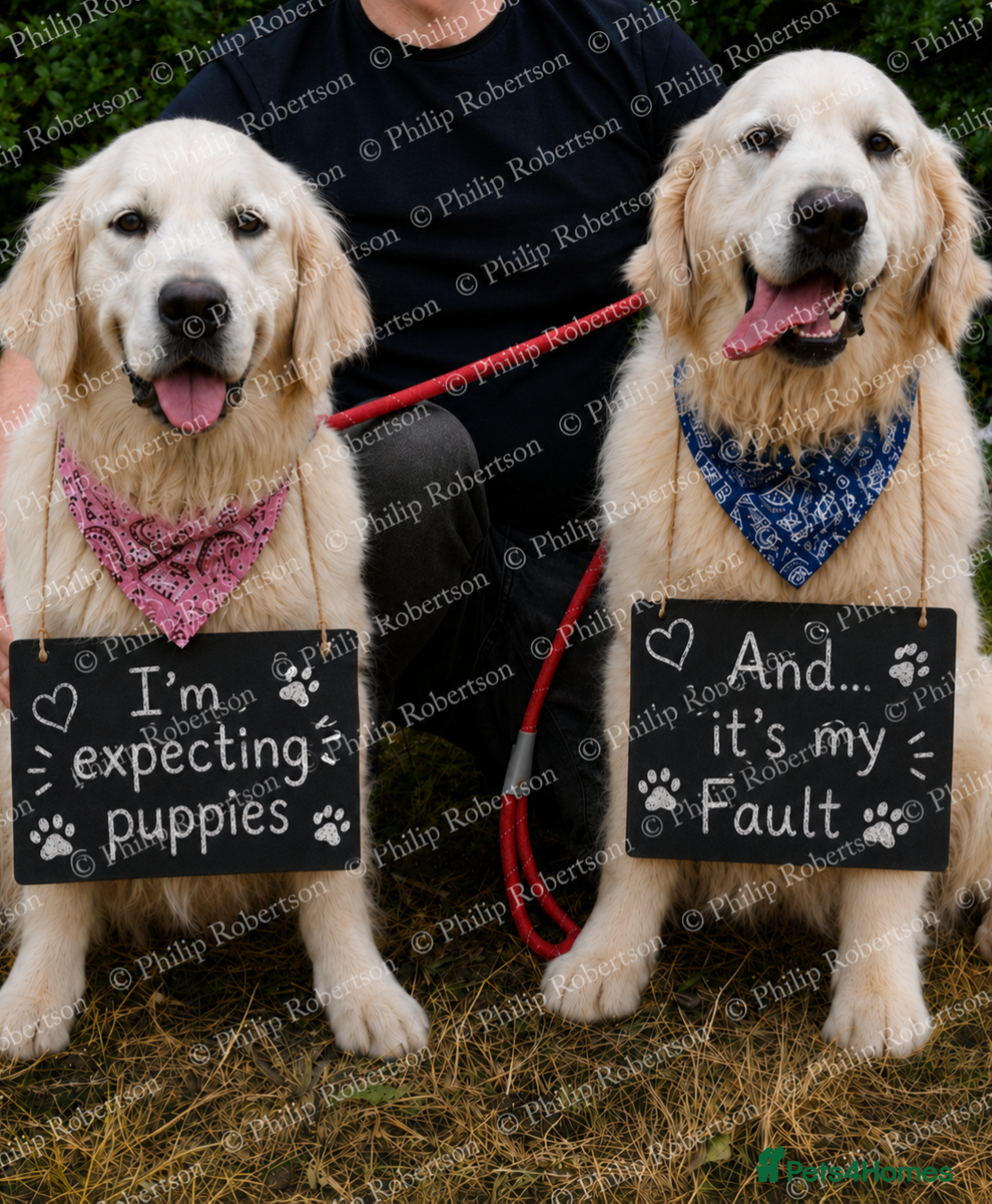 Golden Retriever dogs English Cream Golden Retriever Puppy's 🐾 - Advert 1