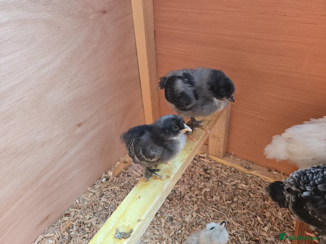 Chickens poultry for sale: Chicks available  in Hull - Advert 2